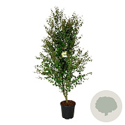 Cercidiphyllum japonicum 175-200 cm 30L extra