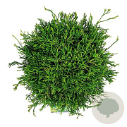 Chamaecyparis o. 'Gitte' 30-40 cm 6,5L