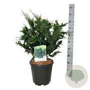 Chamaecyparis p. 'Teddy Bear' 50-60 cm 15L