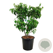 Cornus k. 'China Girl' 100-125 cm cont. 55L extra
