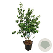 Cornus k. 'China Girl' 150-175 cm 30L extra