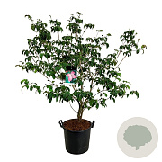 Cornus k. 'Satomi' 100-125 cm 30L extra