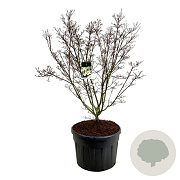 Cornus k. 'Schmetterling' 150-175 cm cont. 180L solitair