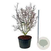 Cornus k. 'Schmetterling' 175-200 cm cont. 230L solitair