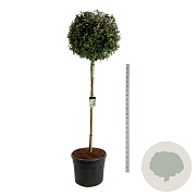 Elaeagnus ebb. 'Compacta' 180 cm stam cont. 130L extra