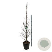 Fagus syl. 'Aspleniifolia' 200-225 cm cont. 55L extra
