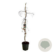 Fagus syl. 'Purple Fountain' 175-200 cm 30L extra
