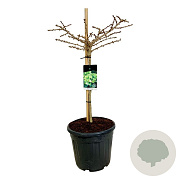 Ginkgo bil. 'Mariken' 60 cm stam 30L