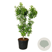 Ginkgo bil. 'Millstone' 175-200 cm cont. 90L extra