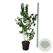 Heptacodium miconioides 150-175 cm 30L extra