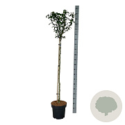 Hibiscus syr. 'Marina' 120 cm stam 15L