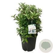 Hydrangea pan. Early Harry 50-60 cm 30L