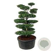 Ilex crenata 'Blondie' 150-175 cm cont. 240L bonsai