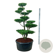 Ilex crenata 'Blondie' 175-200 cm cont. 240L bonsai
