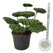 Ilex crenata 'Convexa' 60-80 cm cont. 90L bonsai