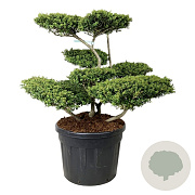 Ilex crenata 'Convexa' 80-100 cm cont. 110L bonsai