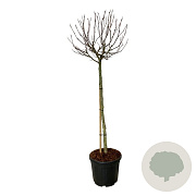 Magnolia 'Butterflies' 120 cm stam cont. 55L extra