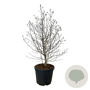 Magnolia loebneri 'Mag's Pirouette' 125-150 cm cont. 55L extra