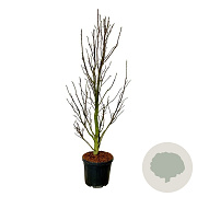 Magnolia 'Sentinel' 200-225 cm cont. 55L extra