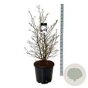 Magnolia stellata 100-125 cm cont. 55L extra