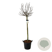 Magnolia 'Sunrise' 120 cm stam cont. 55L extra