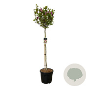 Magnolia 'Susan' 150 cm stam cont. 55L