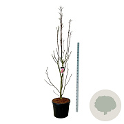 Magnolia Watermelon 250-300 cm cont. 90L extra