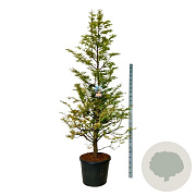 Metasequoia gl. Amber Glow 250-300 cm cont. 90L extra