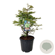 Metasequoia gl. 'Schirrm. Nordl.' 80-100 cm 30L extra