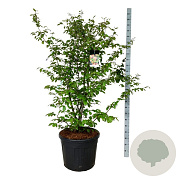 Parrotia persica 150-175 cm cont. 90L extra