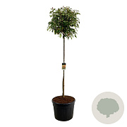 Photinia fraseri 'Red Robin' 180 cm stam cont. 130L extra
