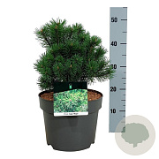 Pinus mugo 'Mops' 25-30 cm 6,5L