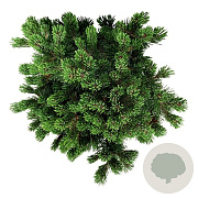 Pinus mugo 'Sherwood Compact' 25-30 cm 6,5L