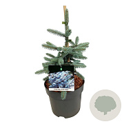 Picea pungens 'Erich Frahm' 30-40 cm 6,5L