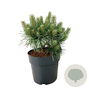 Pinus sylv. Blue Pearl 25-30 cm 6,5L