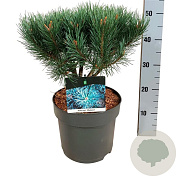 Pinus sylv. 'Watereri' 25-30 cm 6,5L