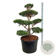 Pinus sylvestris 100-125 cm cont. 180L bonsai