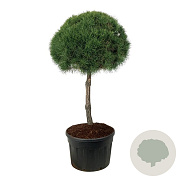 Pinus sylvestris 100 cm stam cont. 230L kroon 90-100