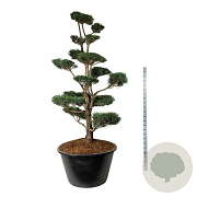 Pinus sylvestris 225-250 cm cont. 500L bonsai