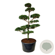 Pinus sylvestris 250-300 cm cont. 500L bonsai