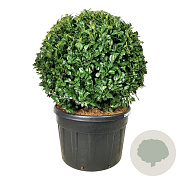 Prunus l. 'Ani' 100 cm cont. 230L bol