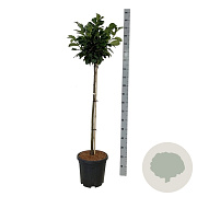 Prunus l. Etna 90 cm stam 15L