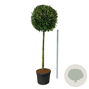 Prunus l. 'Novita' 180 cm stam cont. 130L extra