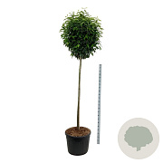 Prunus l. Genolia 180 cm stam cont. 130L extra