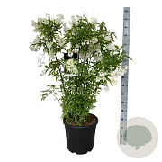 Staphylea colchica 100-125 cm 30L extra