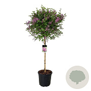 Syringa Bloomerang Dark Purple 90 cm stam 30L