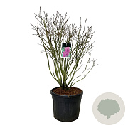 Syringa v. 'And. an Ludwig Späth' 125-150 cm cont. 90L extra