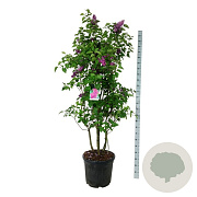 Syringa v. 'And. an Ludwig Späth' 150-175 cm cont. 55L extra