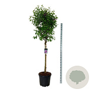 Syringa v. 'Charles Joly' 120 cm stam cont. 55L extra