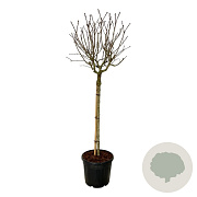 Syringa v. 'Katherine Havemeyer' 120 cm stam cont. 55L extra